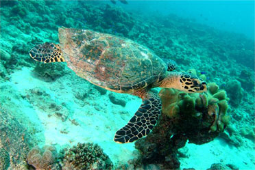 Viaggi alle Mauritius